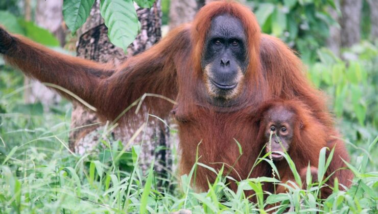 Tayland’da yasa dışı hayvan ticaretinden kurtarılan 3 orangutan, Endonezya’ya geri gönderildi