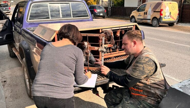 Veteriner Dairesi, 361 köpeğin mikroçip/kayıt kontrolünü yaptı