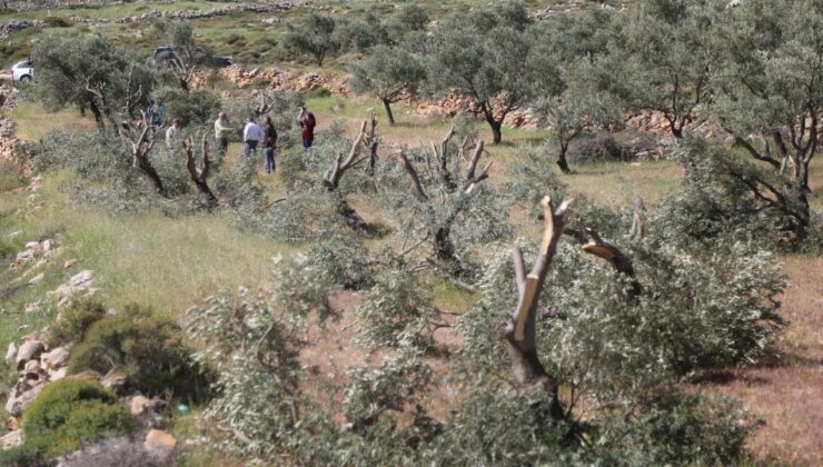 Yahudi işgalciler, Batı Şeria’da Filistinlilerin yaklaşık 100 zeytin ağacı ve asmasını söktü