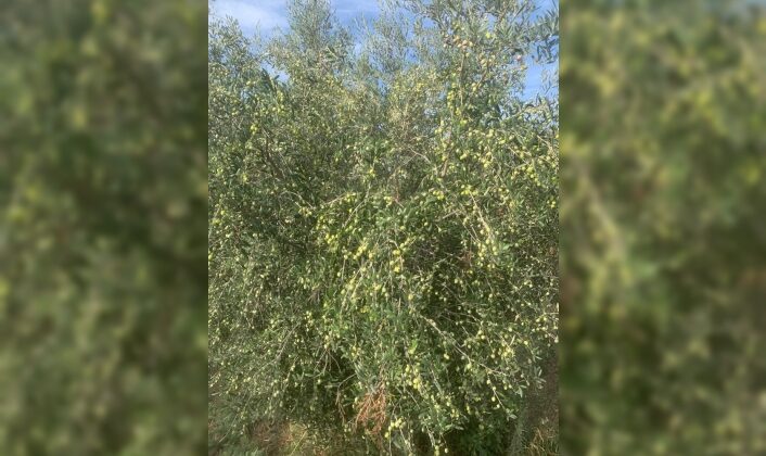 Zeytin ağaçlarıyla ilgili işlemlerde izinler artık Tarım Dairesi’nden alınacak