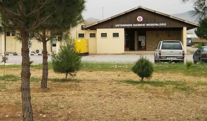 Veteriner Dairesi’nde 1 adet 12 aylık dişi melez büyükbaş hayvan satışı