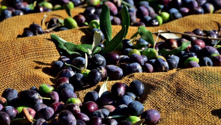 Zeytin ve zeytin ürünleri işletmelerin kayıt zorunluluğu hatırlatıldı