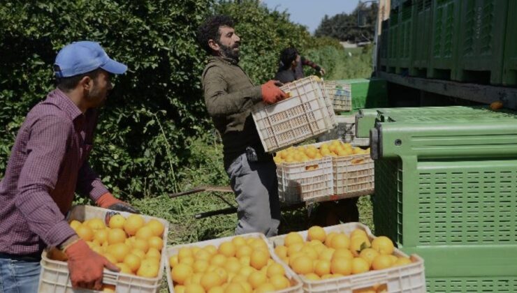 Narenciye Kesim Ekipleri Birliği’nden yabancı işçilerle ilgili açıklama