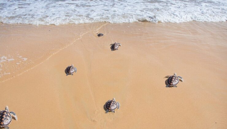 Karşıyaka Güzelyalı Halk Plajı’nda yarın 5. Caretta Caretta Şenliği düzenleniyor