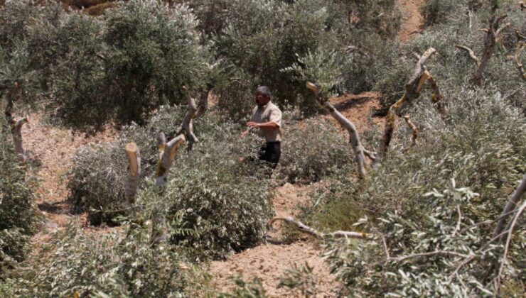 Batı Şeria’daki Filistin topraklarını gasbeden İsrailliler, Filistinli çiftçinin zeytin ağaçlarını kesti