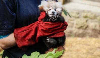 Korkudan ödü patlayan panda yavrusu hayatını kaybetti