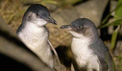 Penguenlerin boşanması, koloninin tamamını etkiliyormuş