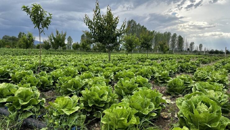 Mikroplastikler bitkilerin fotosentezini engelliyor: Gıda krizi derinleşebilir